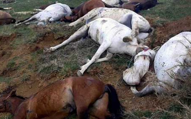 کشتار ۹۰ اسب باربر برای مقابله با کولبری!