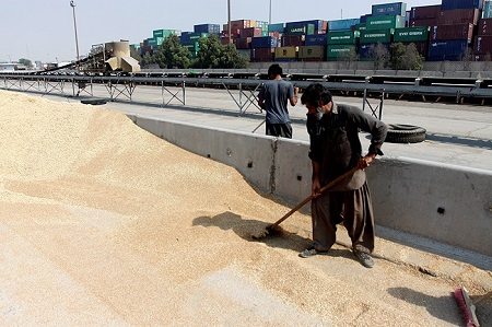 برکت زرین هرمزگان بی جا و مکان است/جای خالی سیلو های گندم در قطب اقتصاد کشور!