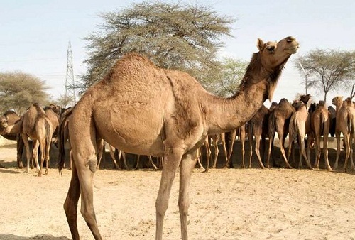 صنعت پرورش بز و شتر در قشم توسعه می یابد