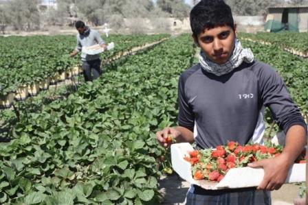 کشت گلخانه ای در قشم از شعار تا عمل